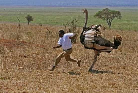 できれば避けて通りたい 世界１０の危険な鳥 カラパイア