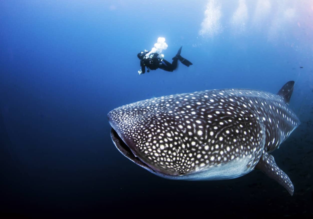 ジンベイザメは体の寄生生物を取ってくれることがわかると泳ぐ速度を緩める