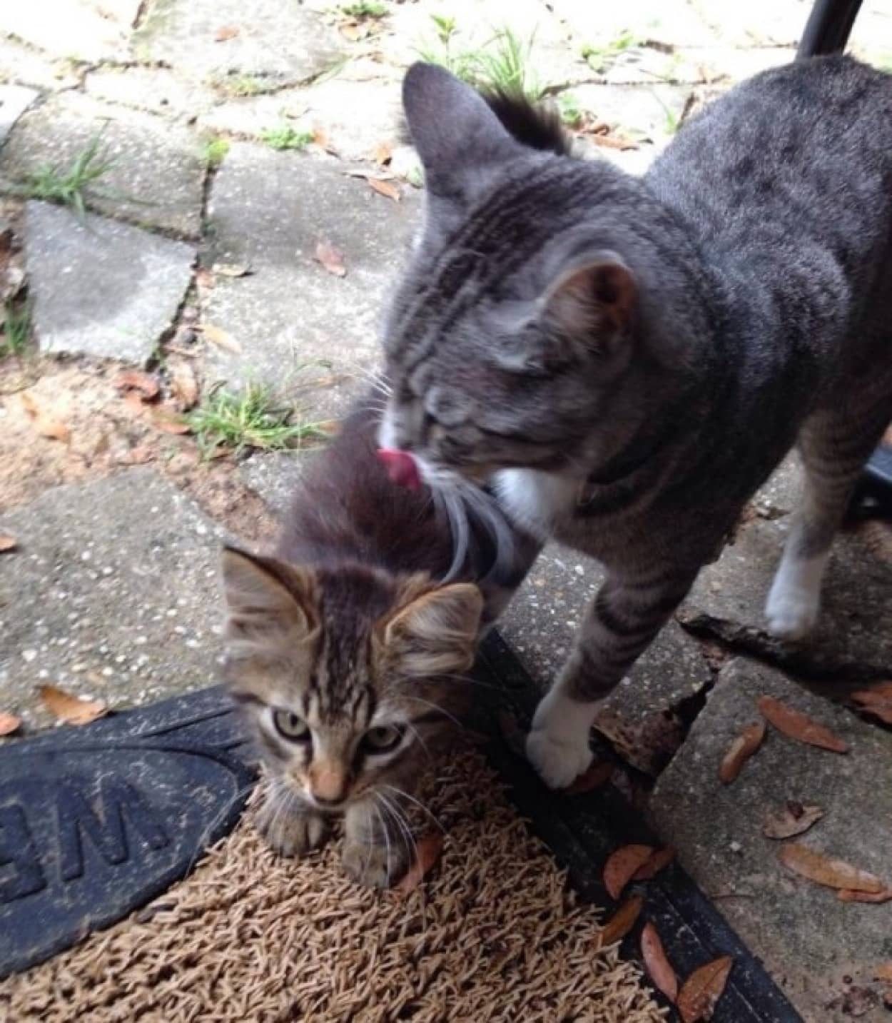 猫が人のやさしさに触れた時 そのやさしさは伝搬する 捨て猫を拾ったらその捨て猫が捨て猫を拾ってきた物語 カラパイア