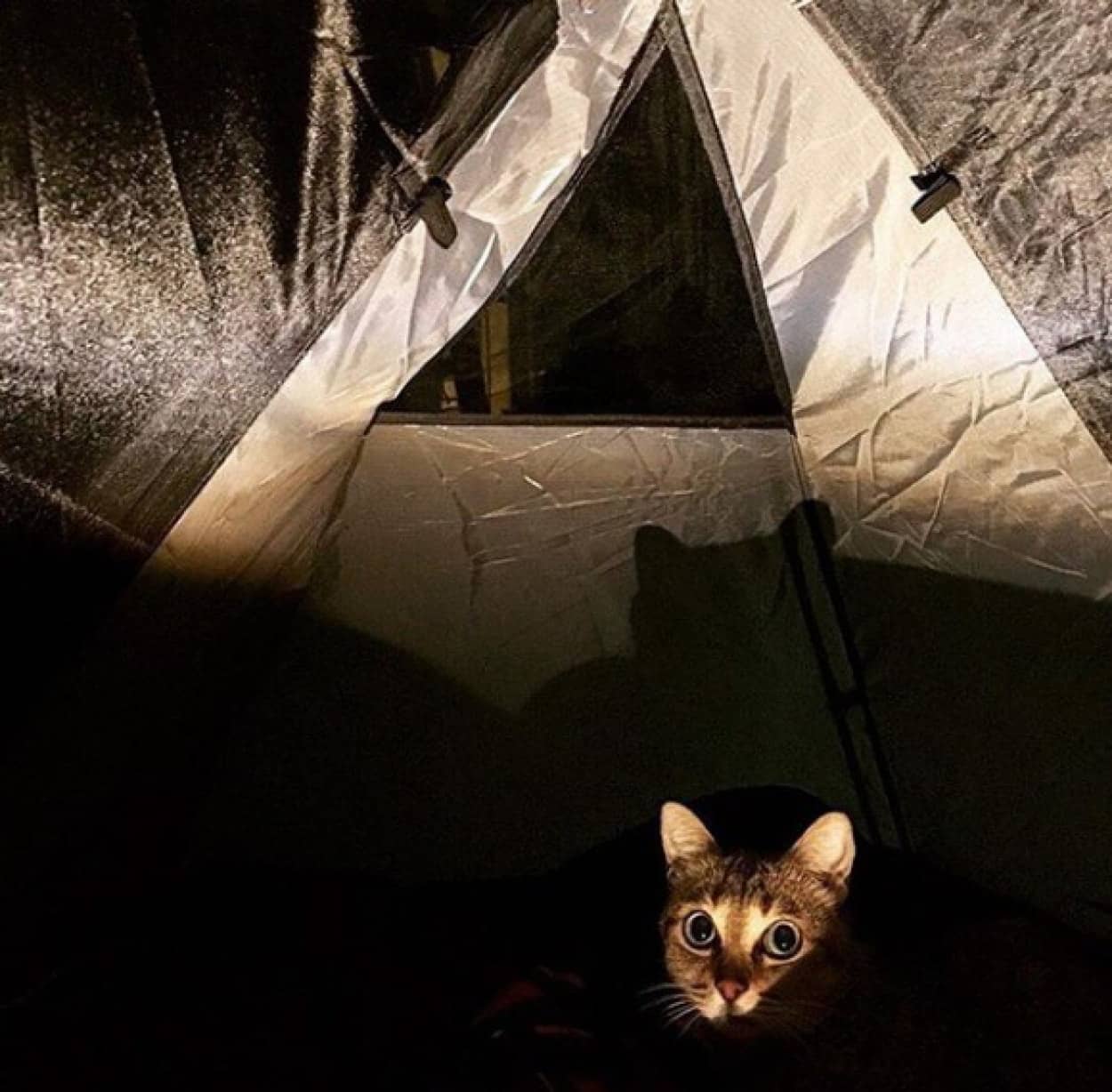 飼い 猫 が 逃げる 夢