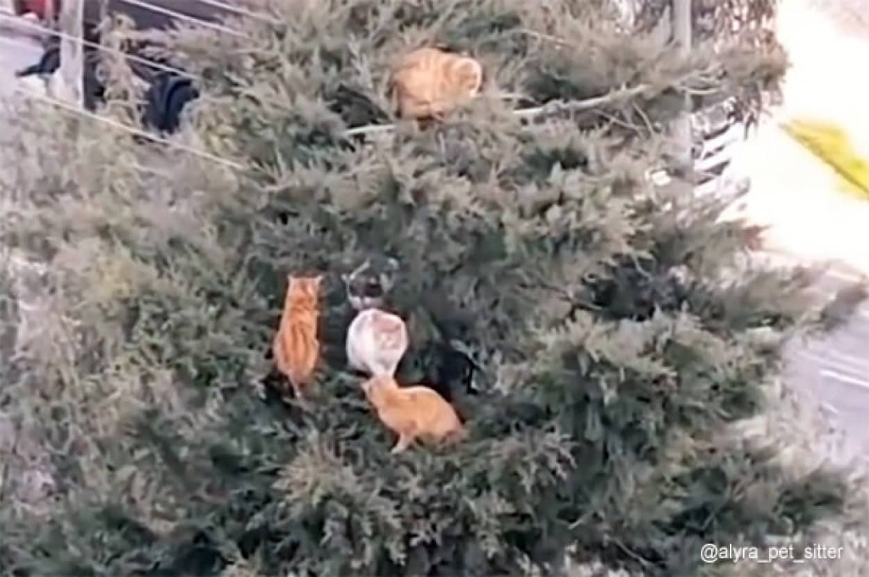 木の上にあつまる猫の集会