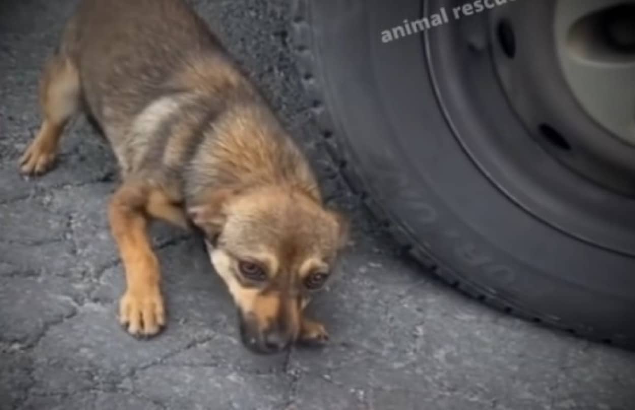 人間に敵意を抱いていた犬