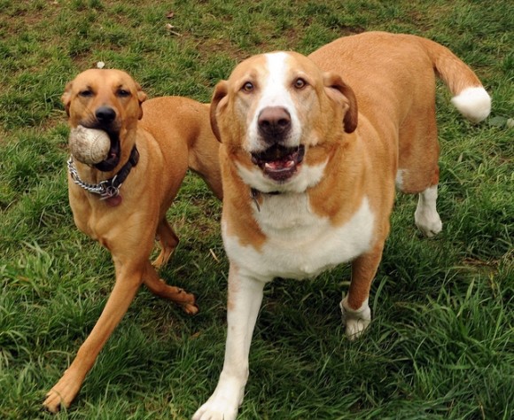 やっぱ犬ってすごい 犬は仲間を思いやり 仲間に自分の餌を分け与える オーストリア研究 カラパイア