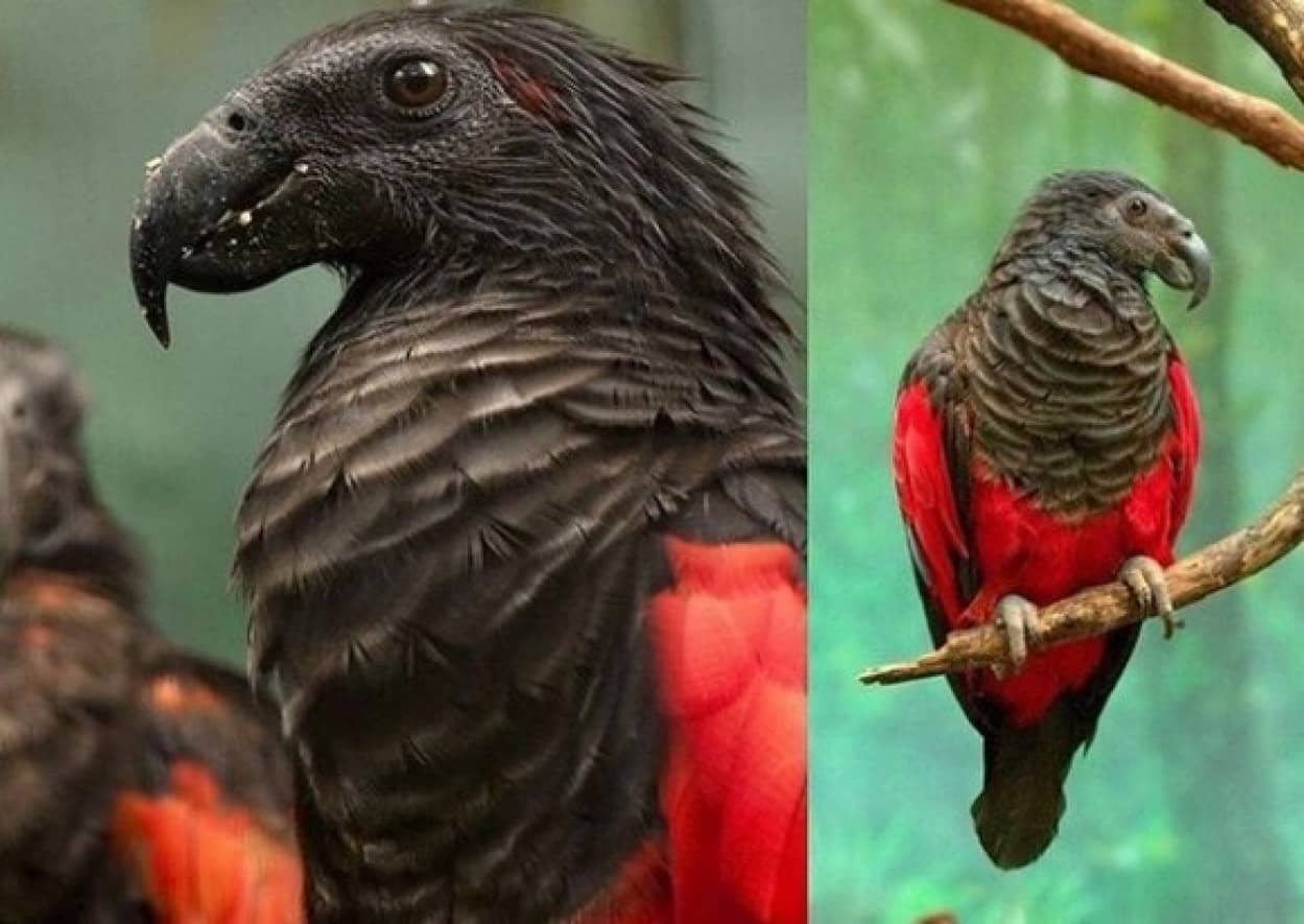 ゴス感満載 赤いマントを身にまとった風 ドラキュラインコの異名を持つアラゲインコ カラパイア