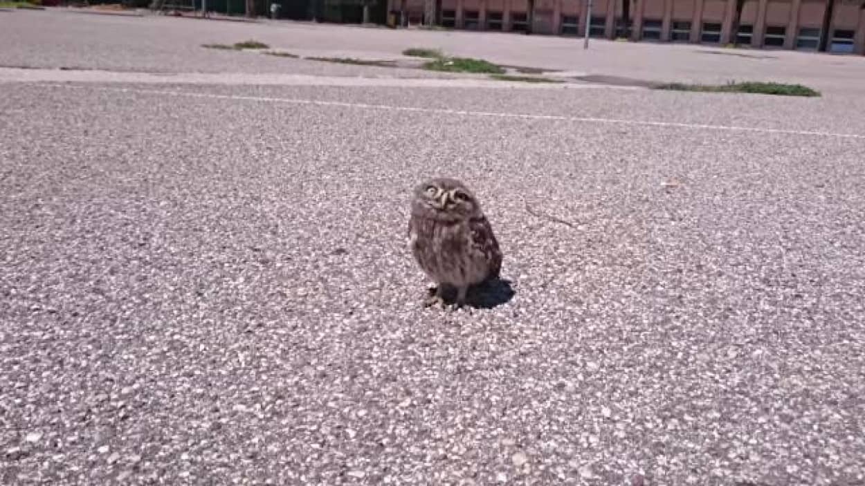 こんなところで何しているの 可愛いフクロウとアスファルトの上の接近遭遇 カラパイア