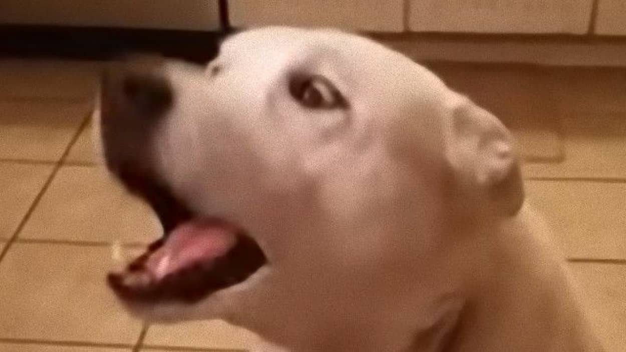 一家の団らん時 突然のわんわんお ご主人に言いたいことがある犬 カラパイア