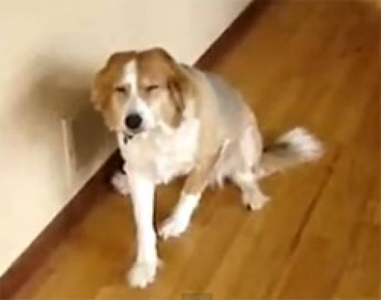 罪悪感を全身で表現する 反省する犬ベスト10映像 カラパイア