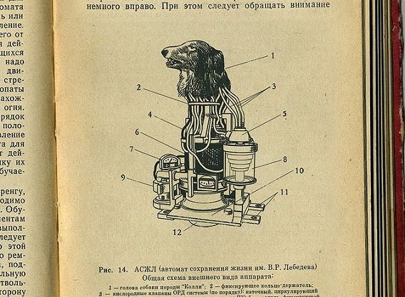 最高のロシア 動物実験 最高の動物画像