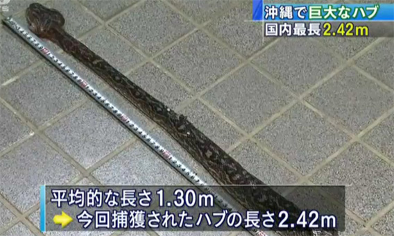 動画 国内最長 2 42メートルのハブが捕獲される 沖縄 カラパイア