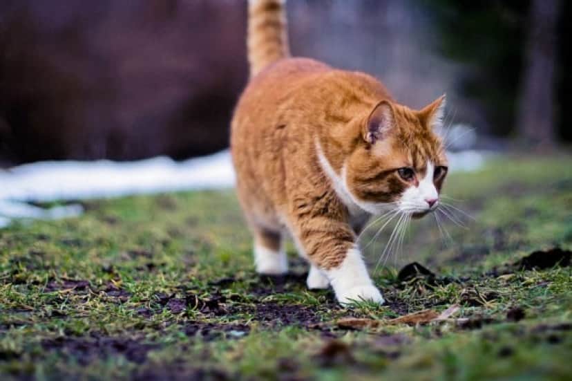 茶トラ猫についての9つのオモシロ豆知識 カラパイア