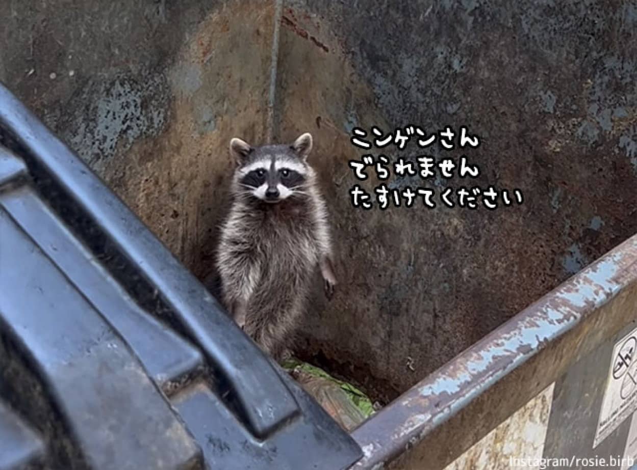 ゴミ箱に落ちたアライグマの懇願