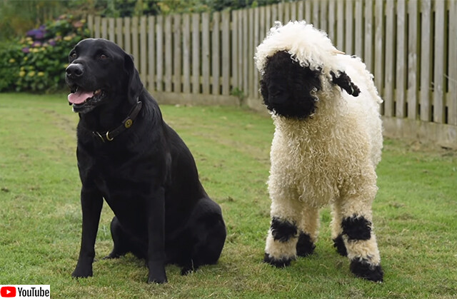 世界一かわいい羊を飼ったところ犬化が進んで犬のようにふるまうように