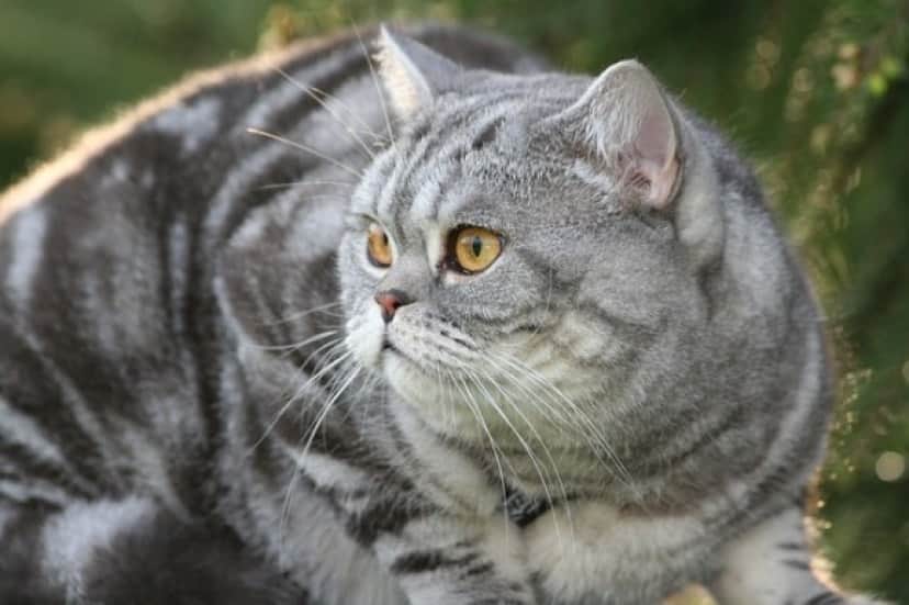 cat-4059426_640_e