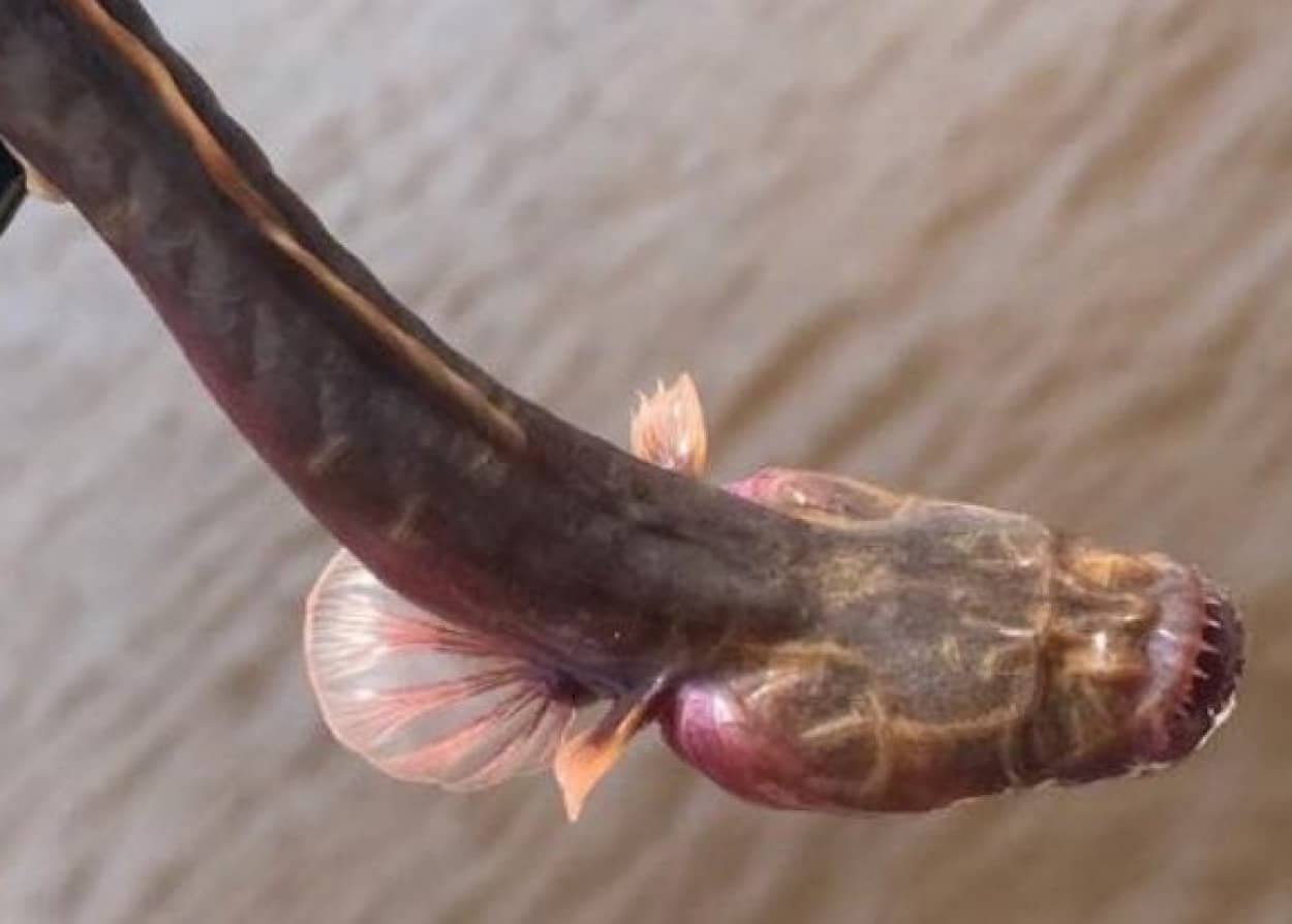 エイリアンの仲間かな オーストラリアで謎の水中生物が捕獲される その正体は カラパイア