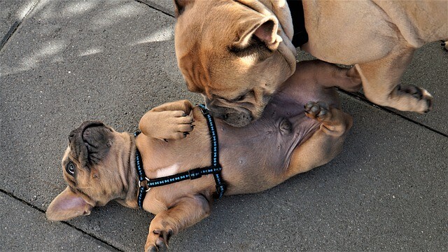 コロナ感染者を匂いで嗅ぎ分ける探知犬