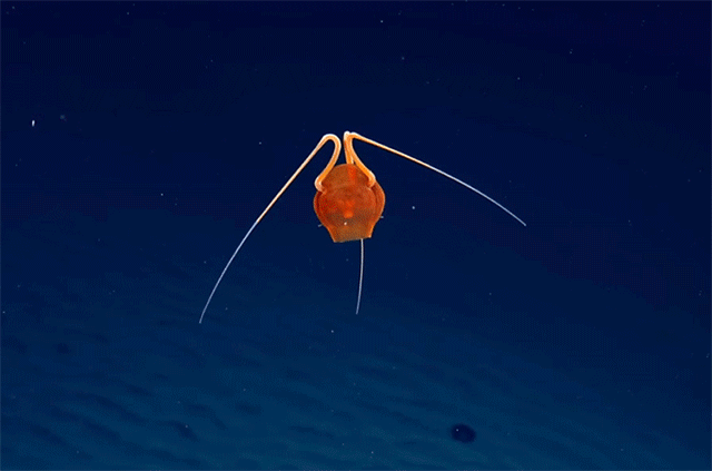 难道是深海外星人？发现像抱脸者这样的神秘水母。新物种的可能性-豁天游-一个专门分享有趣的信息，激发人们的求知欲。