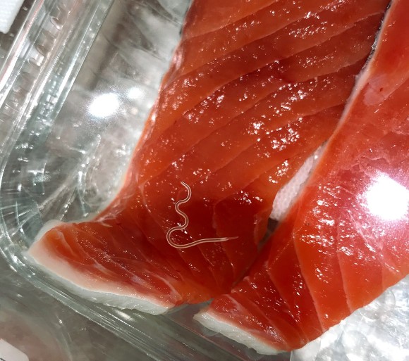 アニサキス 焼き魚