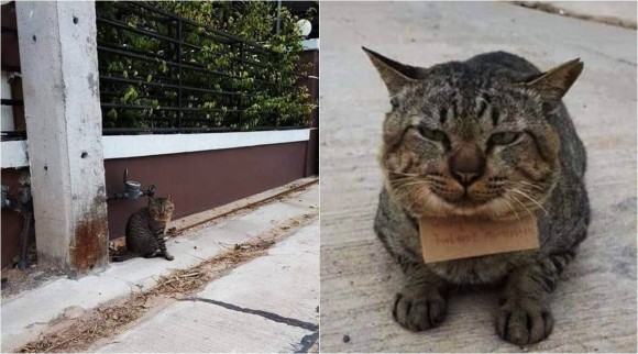 3日間行方をくらましていた猫が 借金を背負って帰ってきた タイ カラパイア