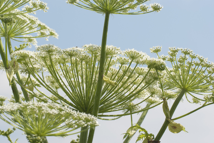 触るな危険の猛毒植物、ジャイアント・ホグウィードがニューヨーク全域に広がり被害拡大