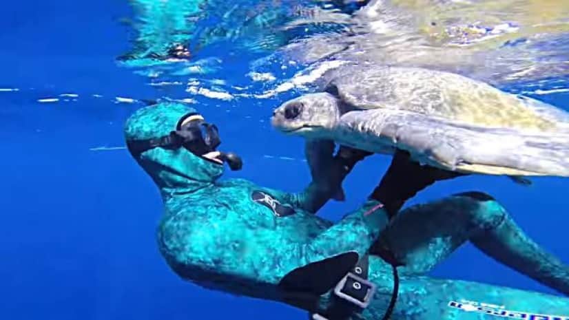 ロープを外してくれてありがとう 助けてくれたダイバーといっしょに泳ぐウミガメ カラパイア