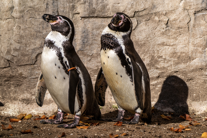 ニューヨークのペンギン同性カップルが卵の孵化に成功