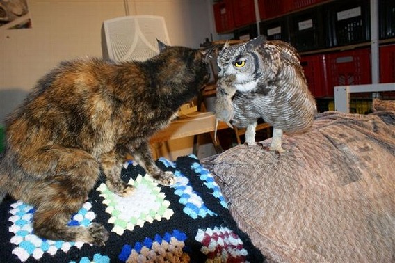 caring_owl_02