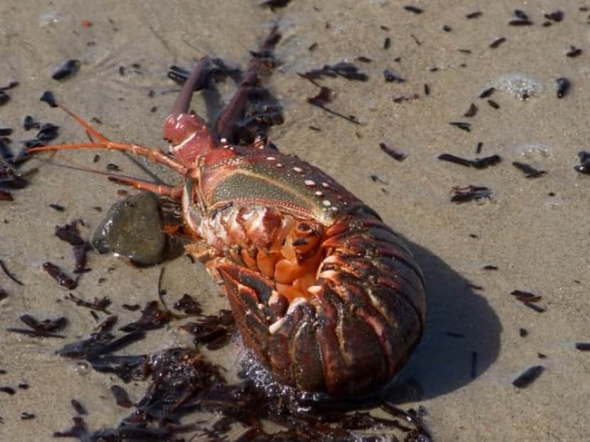 lobster-3238_640_e