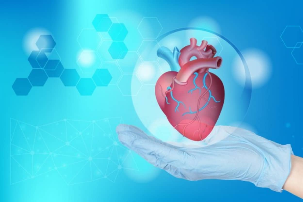 本物と同じように鼓動するバイオロボテック心臓を作成。ソフトロボットとブタの心臓を融合