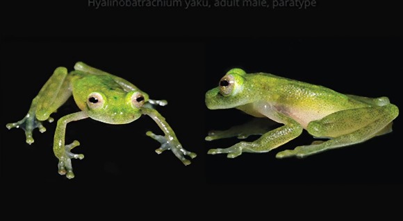 心臓の鼓動まで丸わかり スルっと透明な新種のカエルが発見される アマゾン カラパイア 心臓の鼓動まで丸わかり スルっと透明な新種のカエルが発見される アマゾン カラパイア