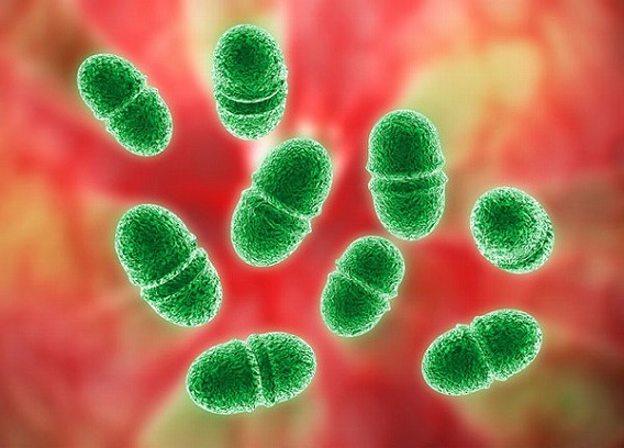 Microscop-Bacteria11