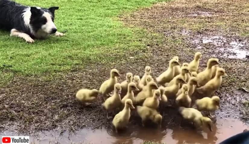 副業始めました 牧羊犬のボーダーコリー ヒナの群れを誘導して水辺に運ぶ カラパイア