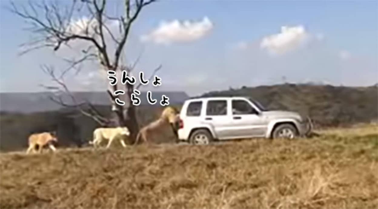 押しまっせ 果てしなく ライオンが車を押してくれるサファリパークがあるらしい 護衛付きで カラパイア