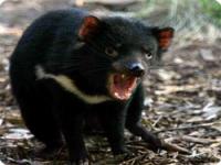 小さき悪魔 タスマニアデビルの赤ちゃんが生まれたよ オーストラリア カラパイア