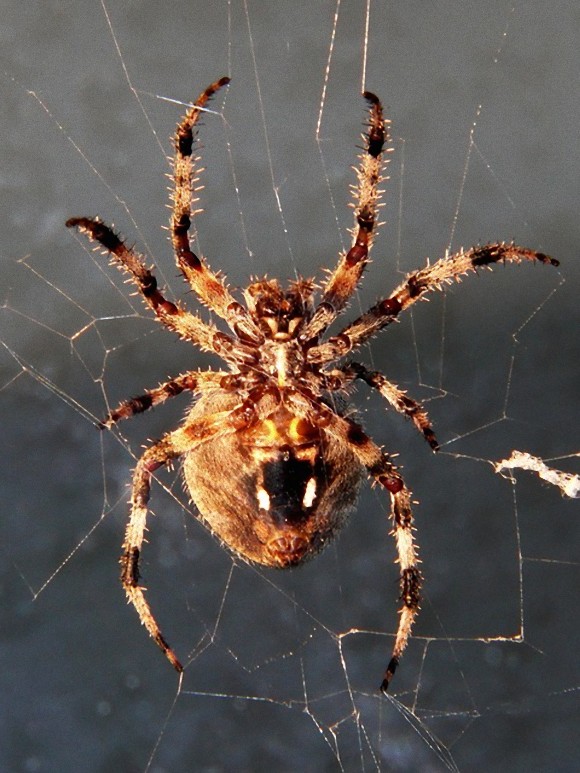 spider-640948_640_e