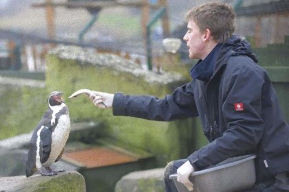 記録的な長雨で動物園のペンギンがウツ状態に 抗うつ剤を投与 英水族館 カラパイア