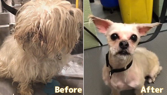 トリマーが無料で動物たちのヘアカット 生まれ変わった犬たちのビフォア アフター アメリカ カラパイア トリマーが無料で動物たちのヘアカット 生まれ変わった犬たちのビフォア アフター アメリカ カラパイア