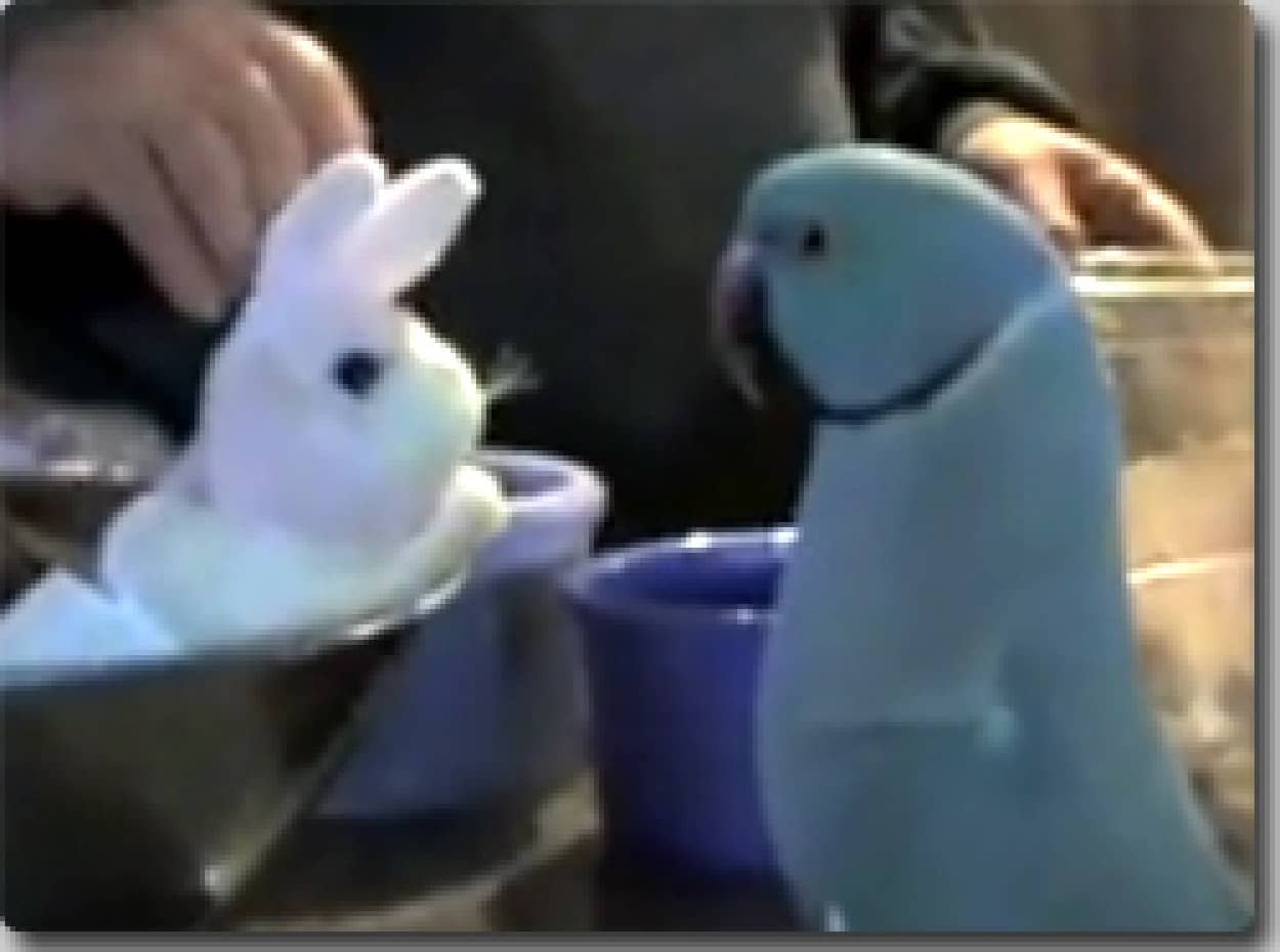 ぬいぐるみみたいなオウムはぬいぐるみのウサギが大好き カラパイア ぬいぐるみみたいなオウムはぬいぐるみのウサギが大好き カラパイア