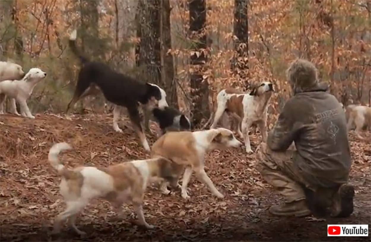 森で16年間犬の群れと暮らしていた男性