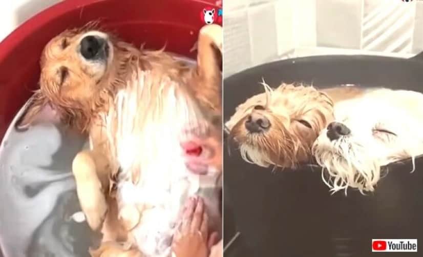 愛犬たちの いい湯だな これぞ至福の時 お風呂を満喫する犬たち総集編 カラパイア