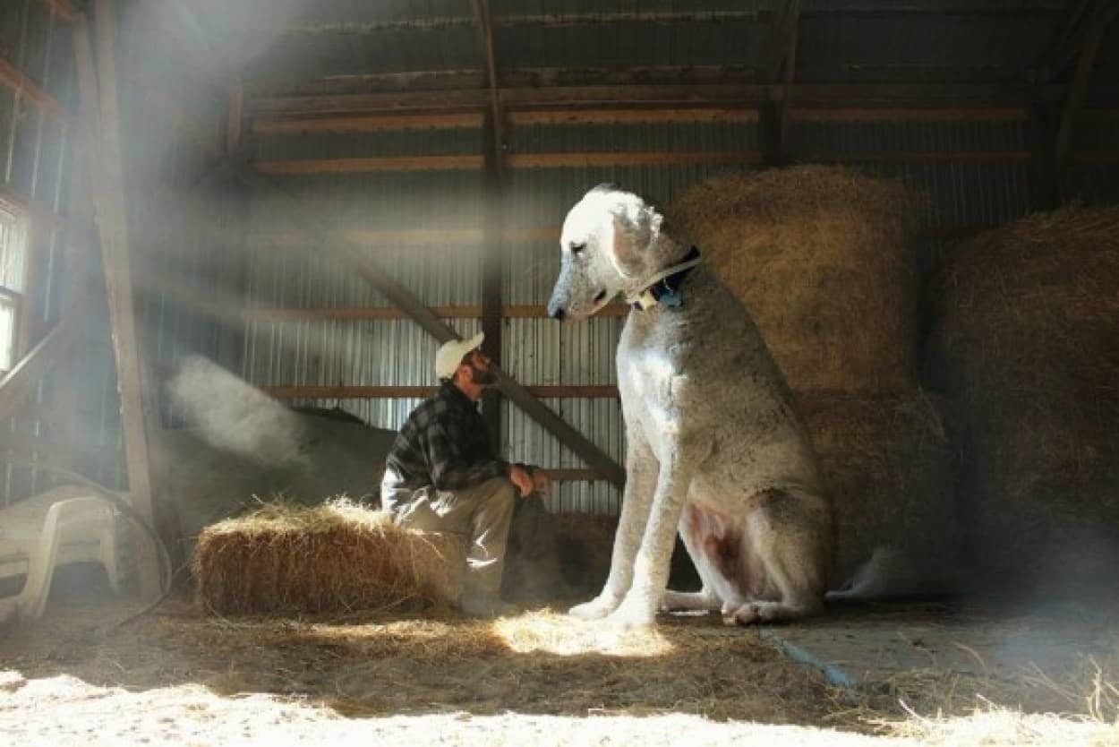 愛犬の存在があまりにも大きすぎるので、実際に巨大化してみたところファンタジー溢れる写真となった。