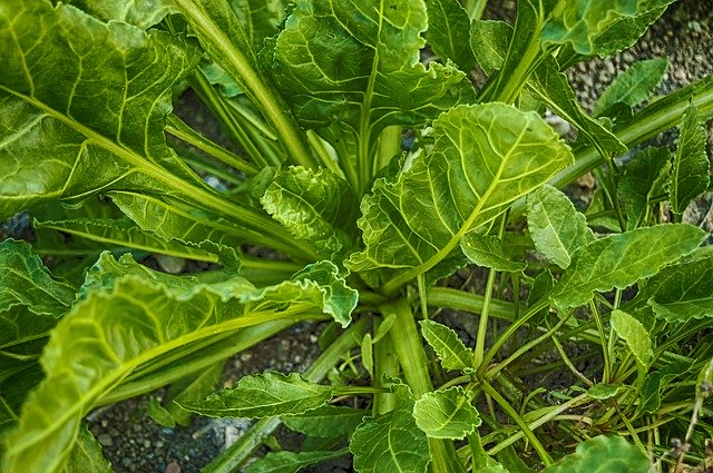 驚くべき変異。サルモネラ菌が植物に感染する能力を獲得したことが判明（米研究）