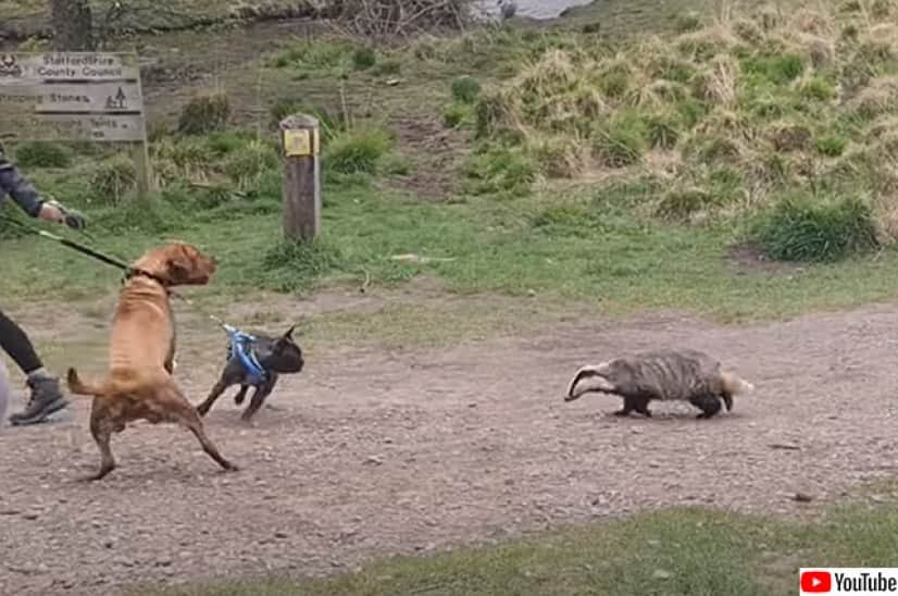 恐れを知らないアナグマ 犬を追い立てながら我が道を行く カラパイア 恐れを知らないアナグマ 犬を追い立てながら我が道を行く カラパイア