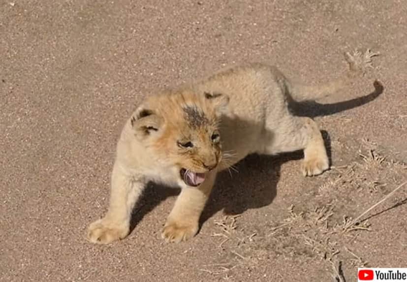 ライオンの子供たちのママに甘える鳴き声が子猫みたいにかわいかった カラパイア