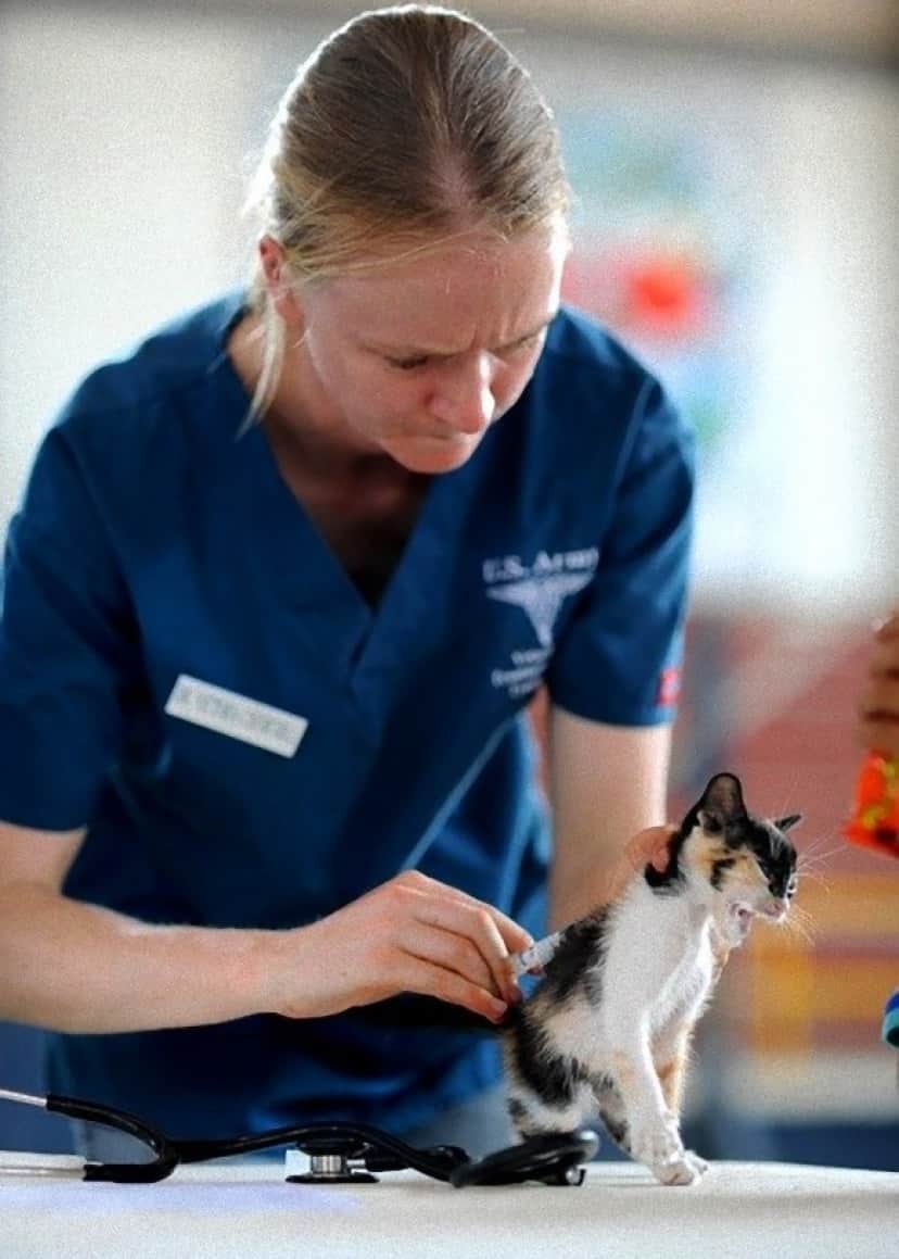 kitten-569956_640_e
