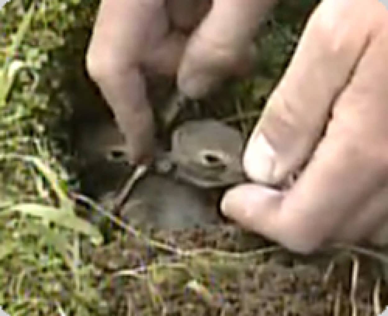 赤ちゃんウサギはどこにいるの カラパイア 赤ちゃんウサギはどこにいるの カラパイア