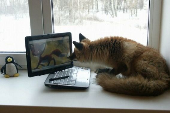 pets_46
