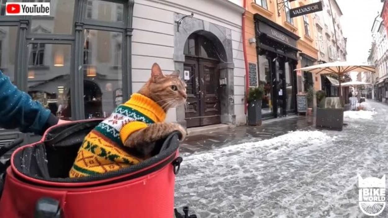 猫と旅するサイクリスト この天気なので一回休み と 雪で足止めを食らった場所は美しい東欧の街だった カラパイア