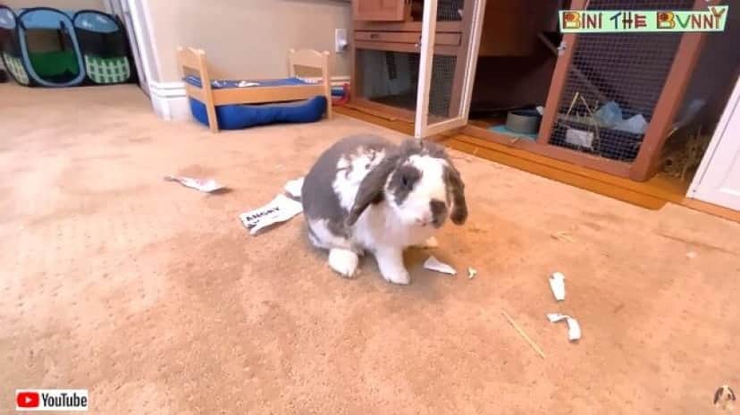 ふざけんなこの紙こうしてやる 飼い主さんの貼り紙に怒れるウサギが凶暴化 カラパイア ふざけんなこの紙こうしてやる 飼い主さんの貼り紙に怒れるウサギが凶暴化 カラパイア