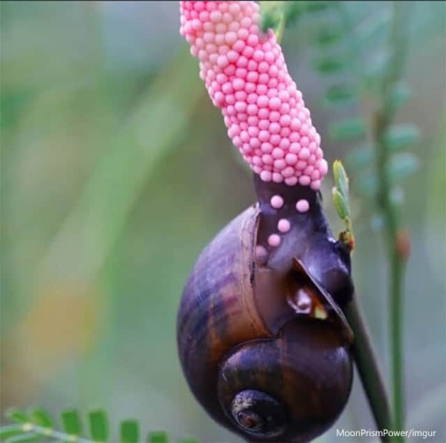 乙女ピンクな卵からの孵化 ポロポロと零れ落ちるジャンボタニシの幼体たち つぶつぶ大量注意 カラパイア 乙女ピンクな卵からの孵化 ポロポロと零れ落ちるジャンボタニシの幼体たち つぶつぶ大量注意 カラパイア