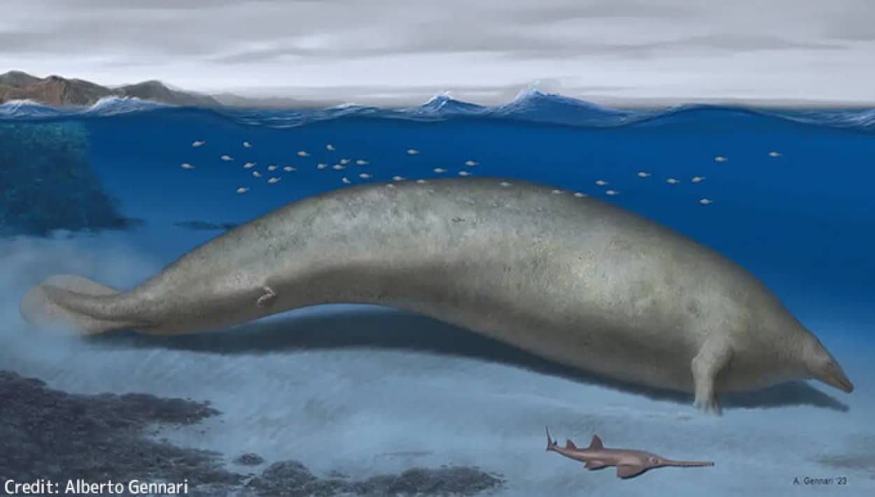 地球史上最も重い可能性が高い絶滅種のクジラの化石を発見